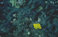 yellow tang reef 1 Vintage A4 Photo Print