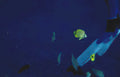 yellow tang reef 2 Vintage A4 Photo Print