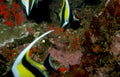 yellow tang reef 3 Vintage A4 Photo Print