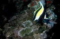 yellow tang reef 4 Vintage A4 Photo Print