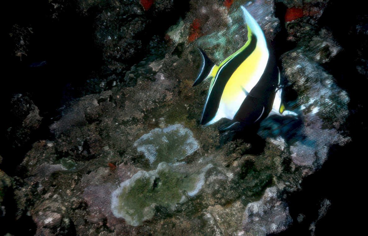 yellow tang reef 4 Vintage A4 Photo Print