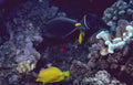 yellow tang reef 5 Vintage A4 Photo Print