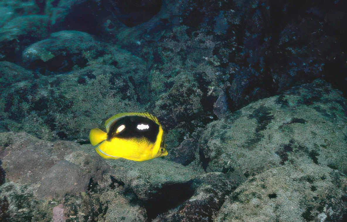 yellow tang rocks GIGA 2