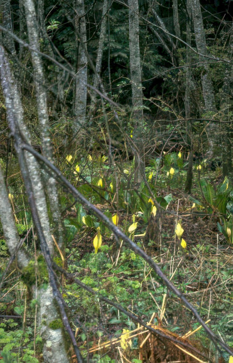 yellow trout lilies Vintage A4 Photo Print