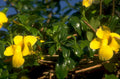 yellow trumpet vine 1980s 1990s A4 Photo Print