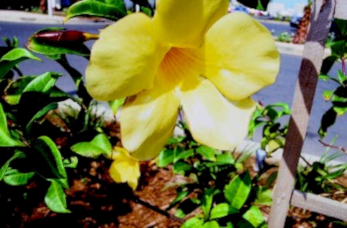 yellow trumpet vine1980s 1990s A4 Photo Print