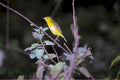 yellow warbler branch1980s 1990s A4 Photo Print