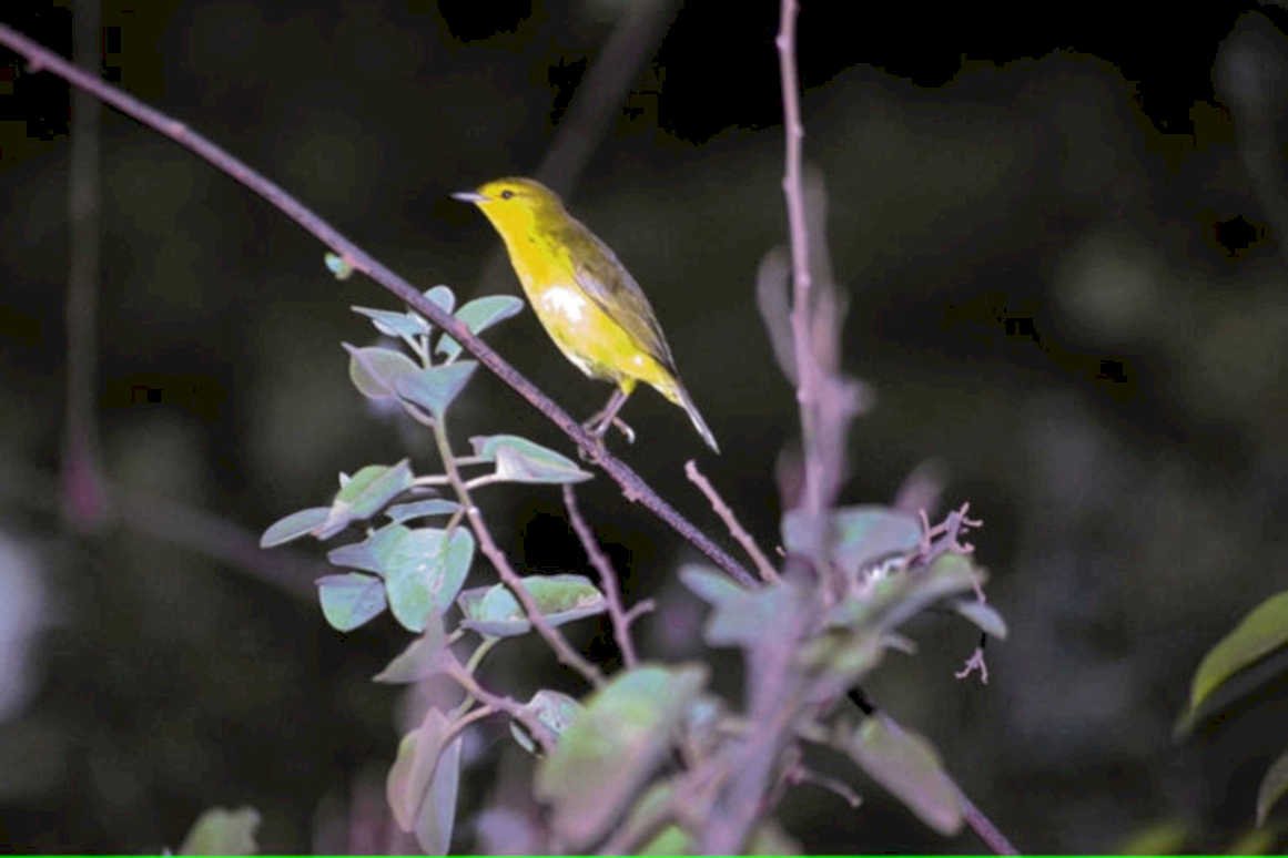 yellow warbler branch1980s 1990s A4 Photo Print