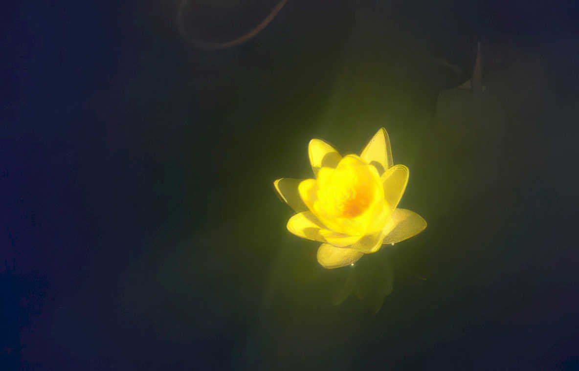 yellow water lily 1 GIGA 2 42