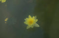 yellow water lily 1 Vintage A4 Photo Print