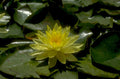 yellow water lily 1980s 1990s A4 Photo Print