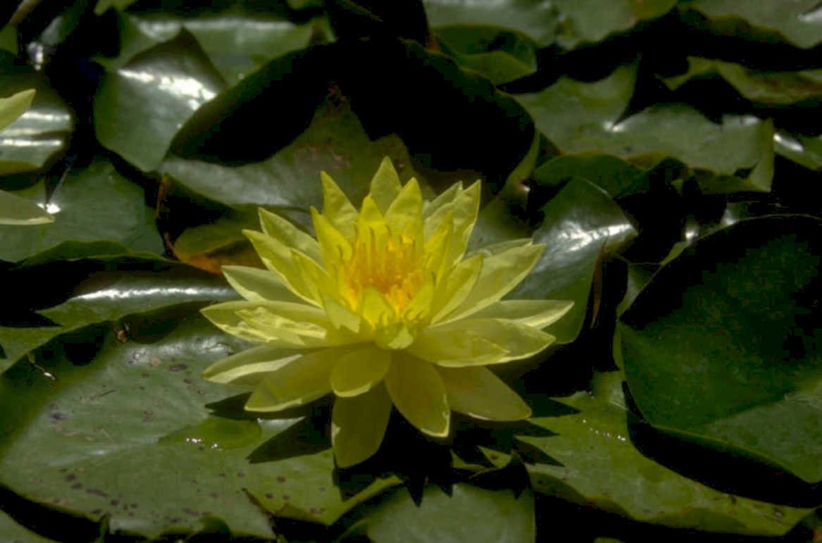 yellow water lily 1980s 1990s A4 Photo Print