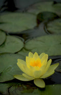 yellow water lily 2 GIGA 2 42