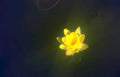 yellow water lily 2 Vintage A4 Photo Print