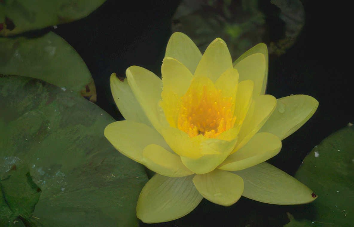 yellow water lily 3 GIGA 2