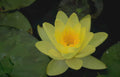 yellow water lily 3 GIGA Vintage A4 Photo Print