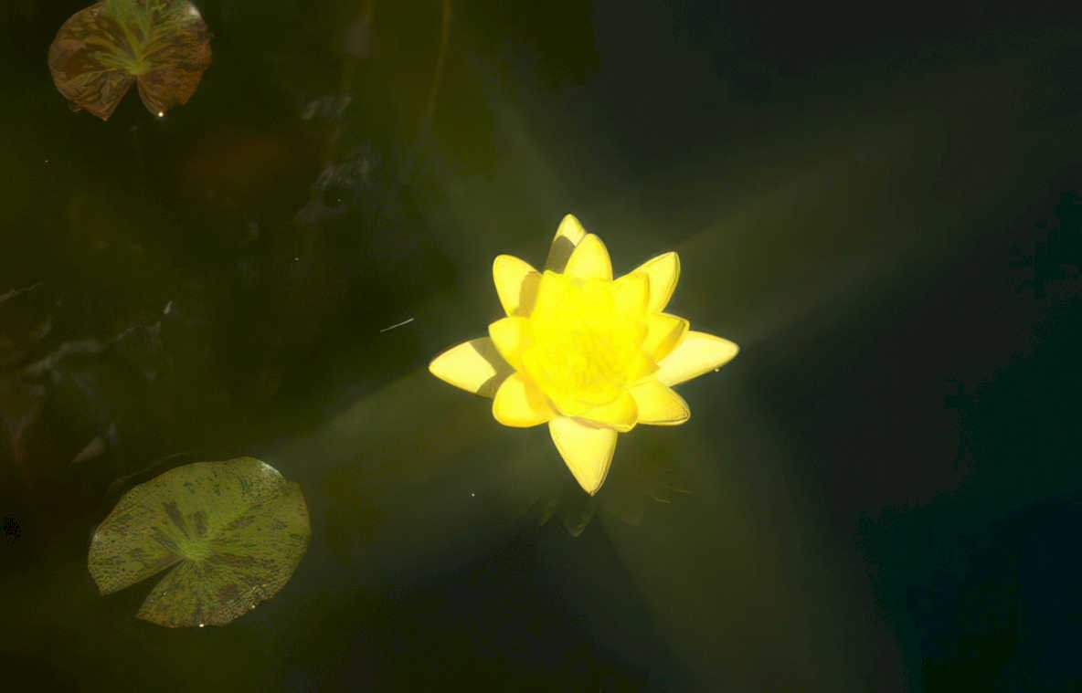 yellow water lily 3 Vintage A4 Photo Print