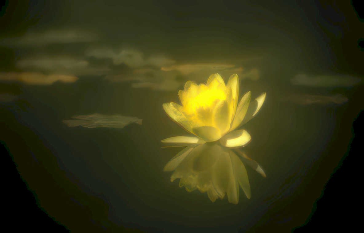 yellow water lily 4 GIGA Vintage A4 Photo Print