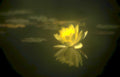 yellow water lily 4 Vintage A4 Photo Print