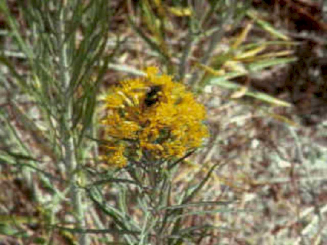 yellow wildflower bee1980s 1990s A4 Photo Print
