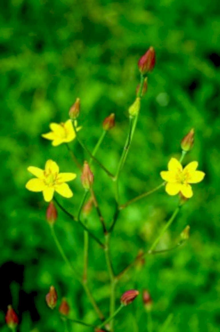 yellow wildflower buds1980s 1990s A4 Photo Print
