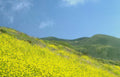 yellow wildflower hills Vintage A4 Photo Print