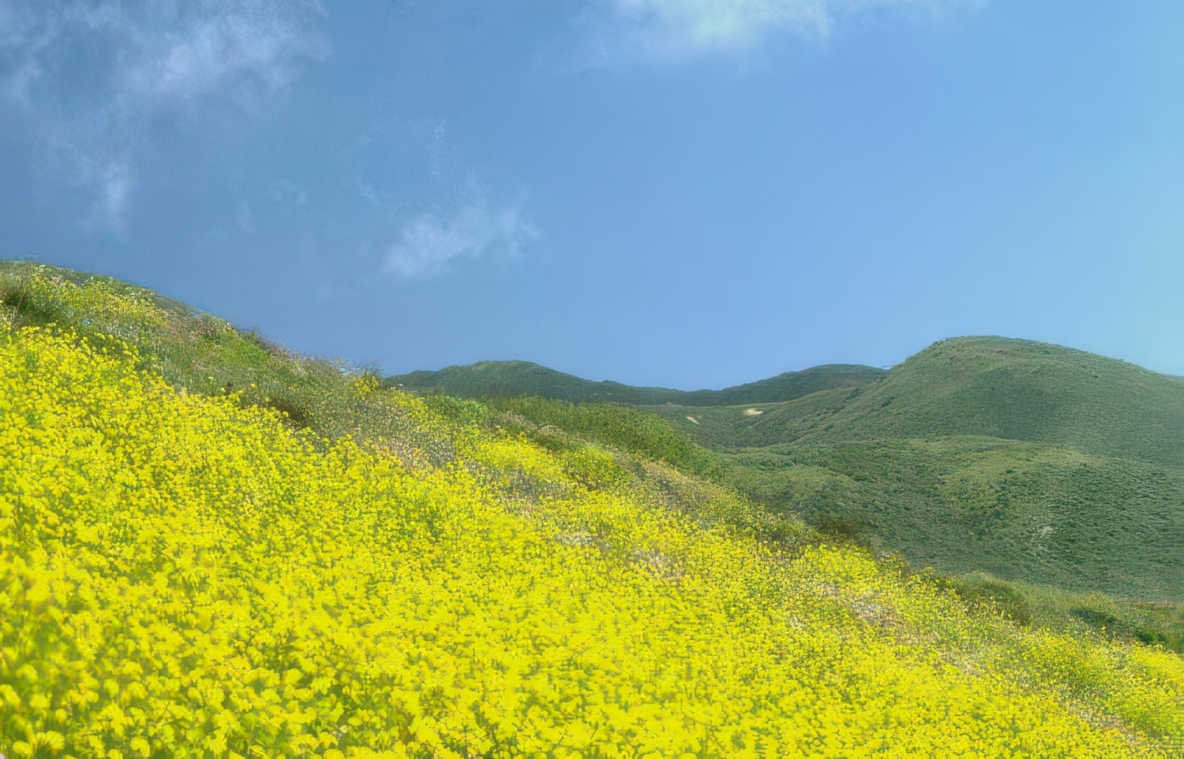 yellow wildflower hills Vintage A4 Photo Print