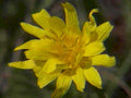 yellow wildflower macro1980s 1990s A4 Photo Print