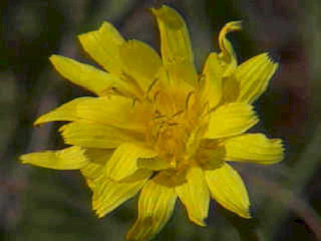 yellow wildflower macro1980s 1990s A4 Photo Print