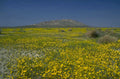 yellow wildflower mountains 1980s 1990s A4 Photo Print