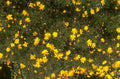 yellow wildflowers coreopsis 1980s 1990s A4 Photo Print