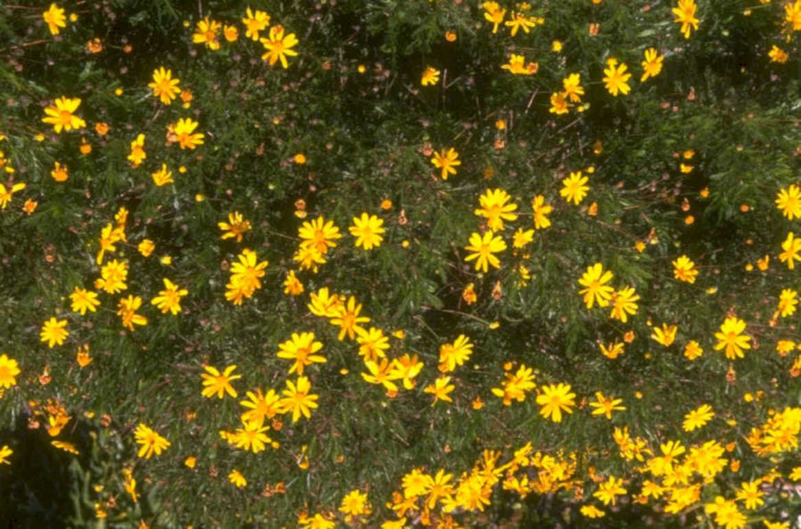 yellow wildflowers coreopsis 1980s 1990s A4 Photo Print