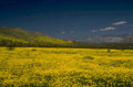 yellow wildflowers mountains 1980s 1990s A4 Photo Print