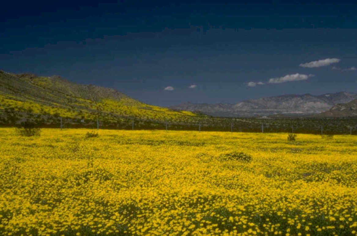 yellow wildflowers mountains 1980s 1990s A4 Photo Print