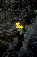 yellow wildflowers rocks 1980s 1990s A4 Photo Print