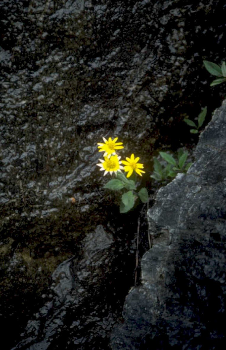 yellow wildflowers rocks 1980s 1990s A4 Photo Print