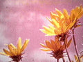 yellow wildflowers sky1980s 1990s A4 Photo Print