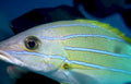 yellowfin grouper reef Vintage A4 Photo Print