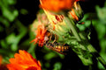 yellowjacket calendula flower1980s 1990s A4 Photo Print