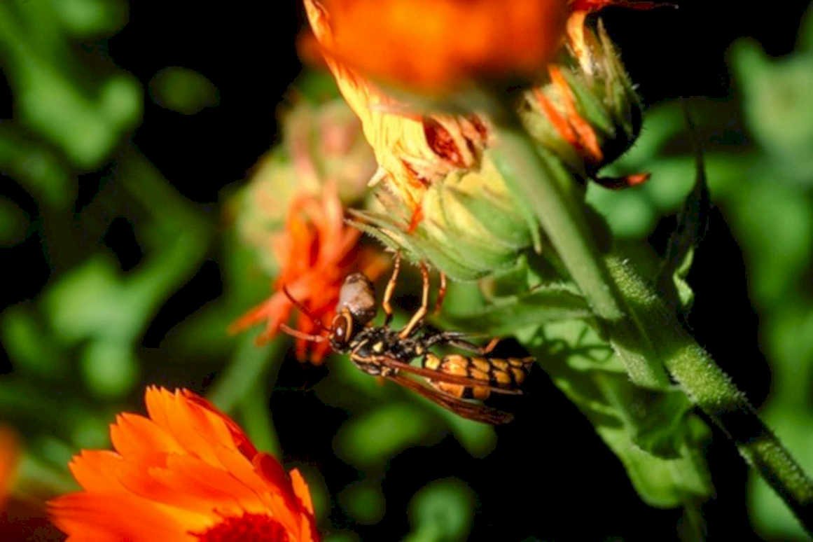 yellowjacket calendula flower1980s 1990s A4 Photo Print