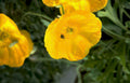 yellowpoppies bee macro Vintage A4 Photo Print