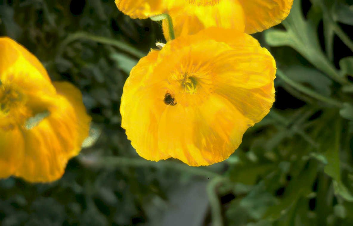 yellowpoppies bee macro Vintage A4 Photo Print
