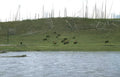 yellowstone bison herd 1 Vintage A4 Photo Print