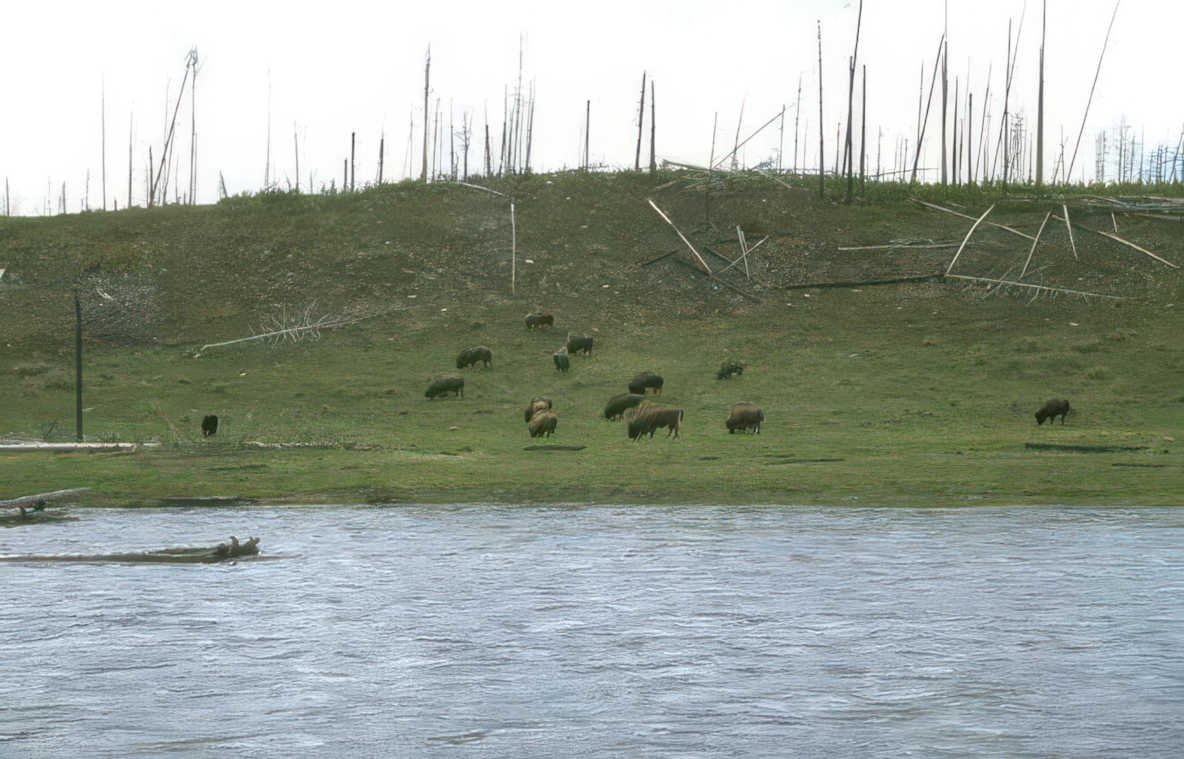 yellowstone bison herd 1 Vintage A4 Photo Print