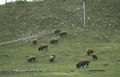 yellowstone bison herd 2 Vintage A4 Photo Print