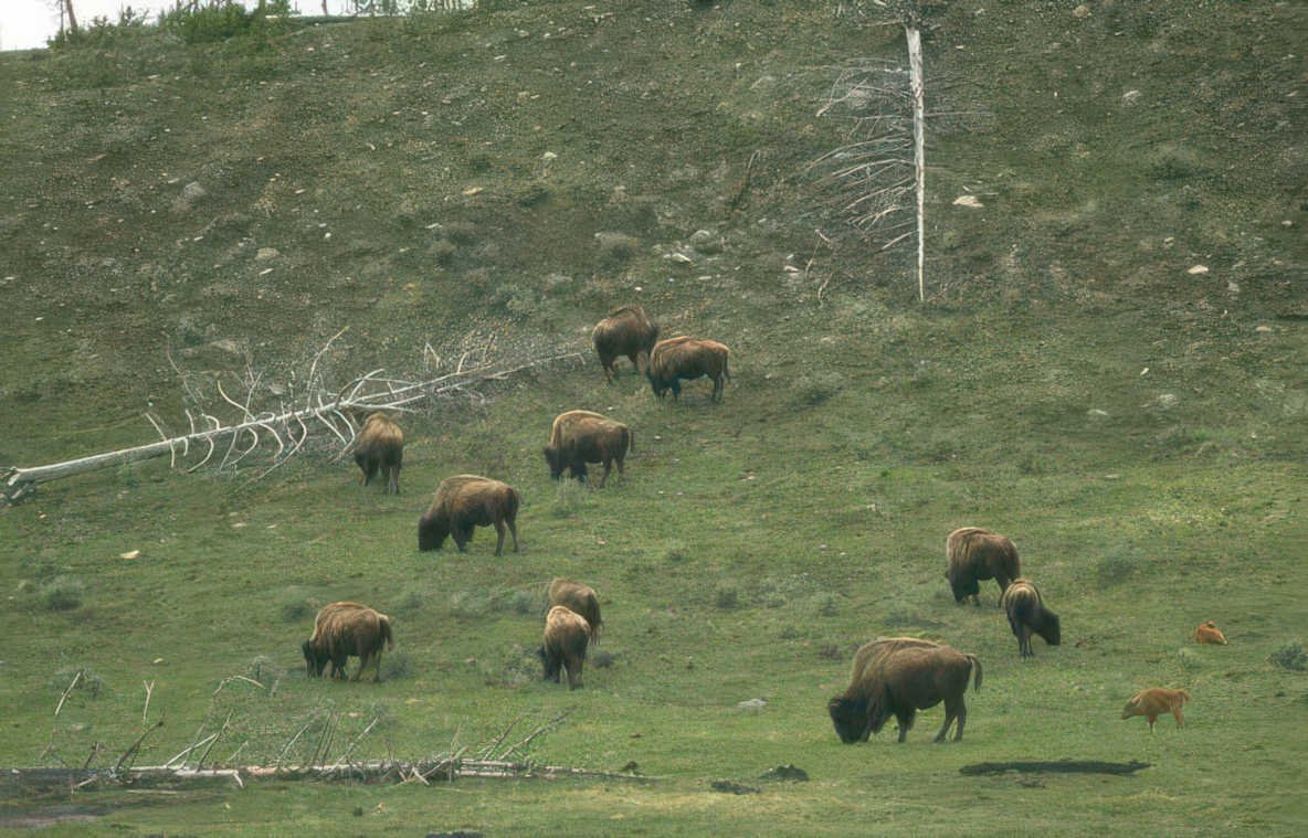 yellowstone bison herd 2 Vintage A4 Photo Print