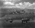 yellowstone bison herd Vintage world war A4 Photo Print