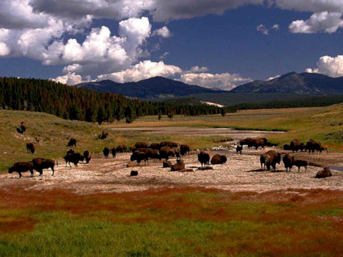 yellowstone bison herd1980s 1990s A4 Photo Print