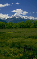 yellowstone mountains meadow 1980s 1990s A4 Photo Print