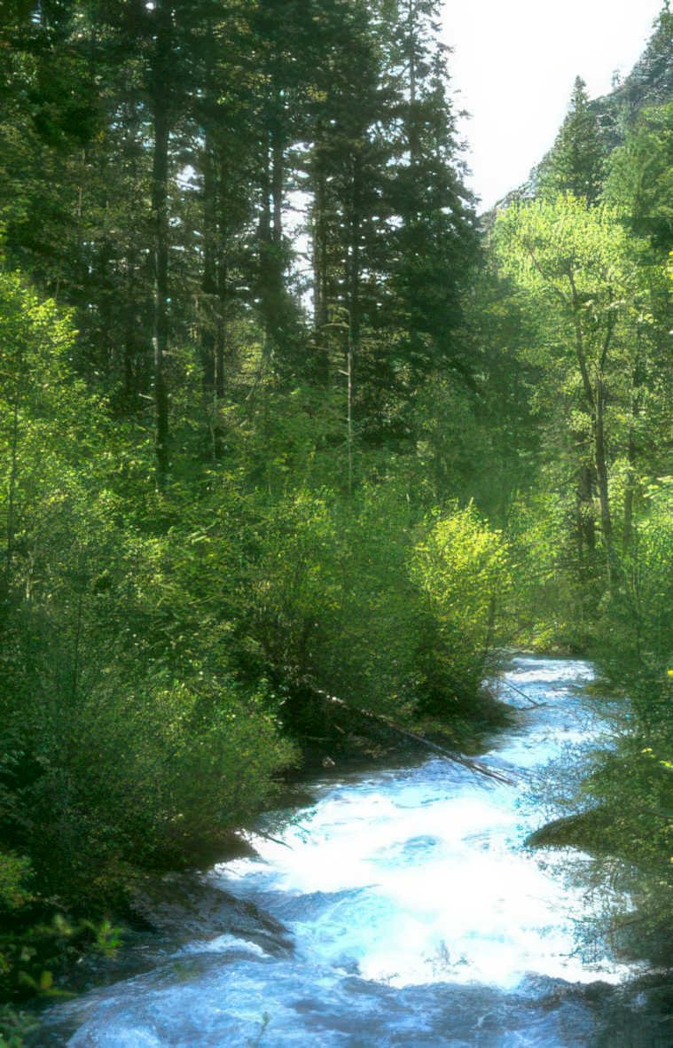 yellowstone river scene Vintage A4 Photo Print